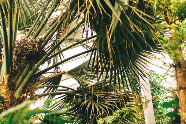 Palmblatt gegen die Sonne. Dschungelfoto - Foto, Bild
