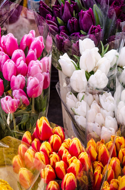 colorful tulips close up - Фото, изображение