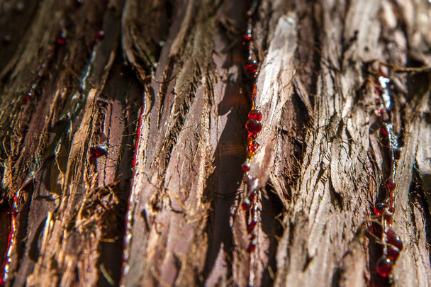 Rinde von Nadelbäumen - Foto, Bild