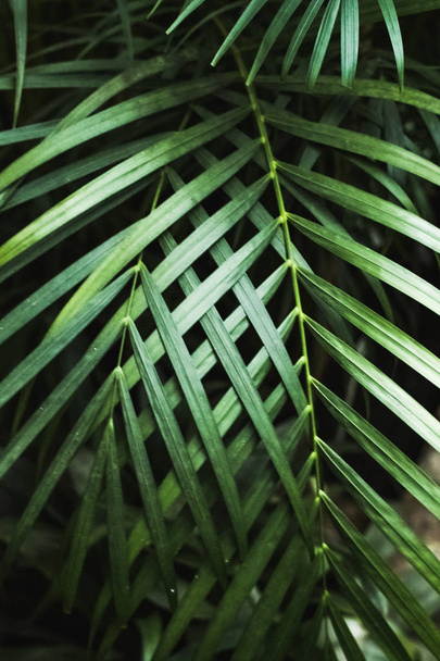 Green thin palm leaves plant growing in the wild, tropical forest plants, evergreen vines abstract color on a dark background. - Zdjęcie, obraz