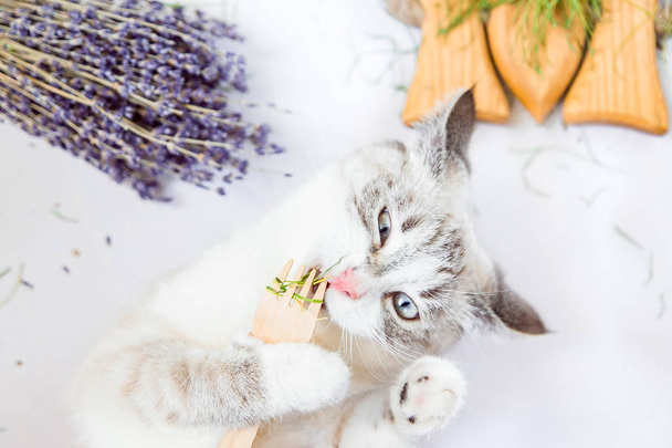 gatto bianco mangia erba con una forchetta di legno eco colazione fresca
 - Foto, immagini