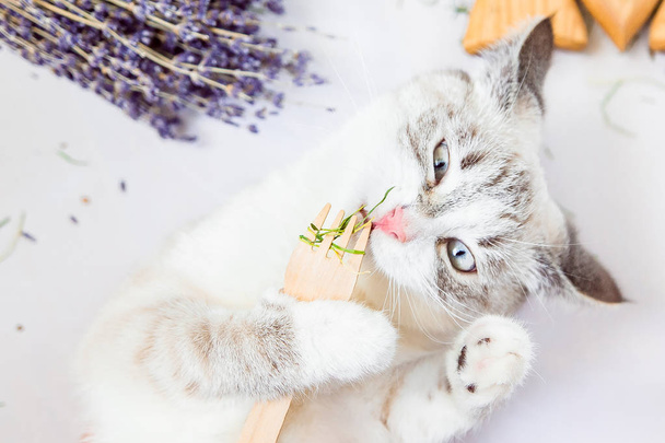 gato blanco come hierba con un tenedor de madera ecológico alimentos frescos
 - Foto, imagen