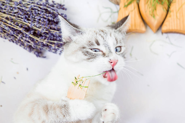 witte kat eet walgelijk gras met een eco houten vork - Foto, afbeelding