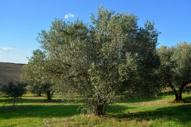 Оливкових гаїв у сільській місцевості Італії. - Фото, зображення