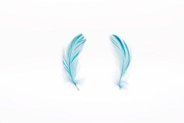 blauw lichtgewicht twee veren geïsoleerd op wit - Foto, afbeelding