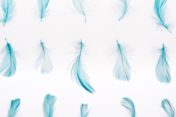 pattern with blue lightweight feathers isolated on white - Foto, afbeelding