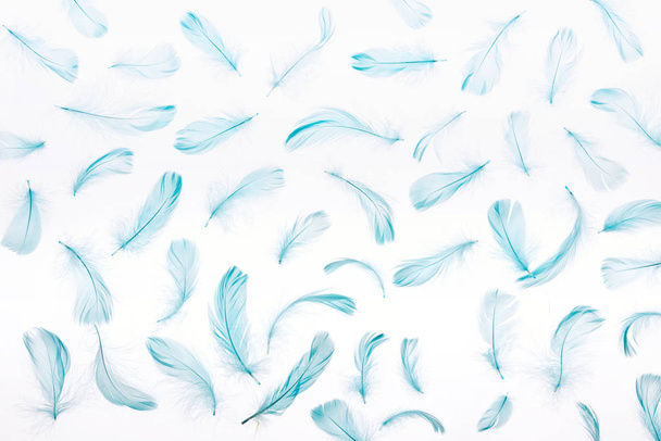 pattern of blue lightweight and soft feathers isolated on white - Фото, зображення