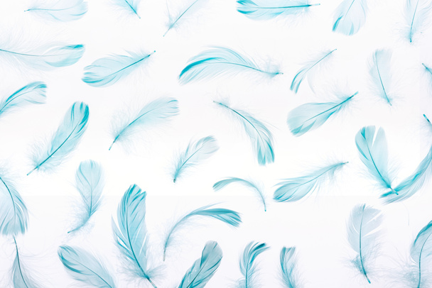 pattern of blue colorful and soft feathers isolated on white - Фото, изображение