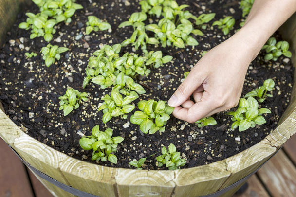 Женская рука осматривает новые растения базилика
 - Фото, изображение