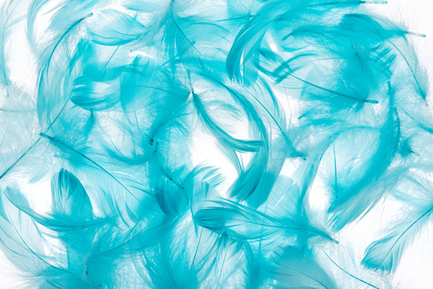 nahtloser Hintergrund mit blauen leichten Federn isoliert auf weiß - Foto, Bild
