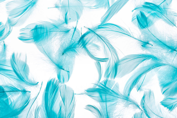 fondo sin costuras con plumas blandas azules aisladas en blanco
 - Foto, Imagen