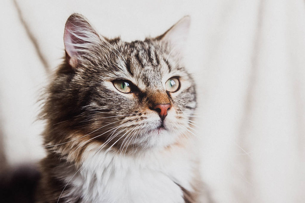 carino marrone strisce orgoglioso gatto ritratto orizzontale
 - Foto, immagini