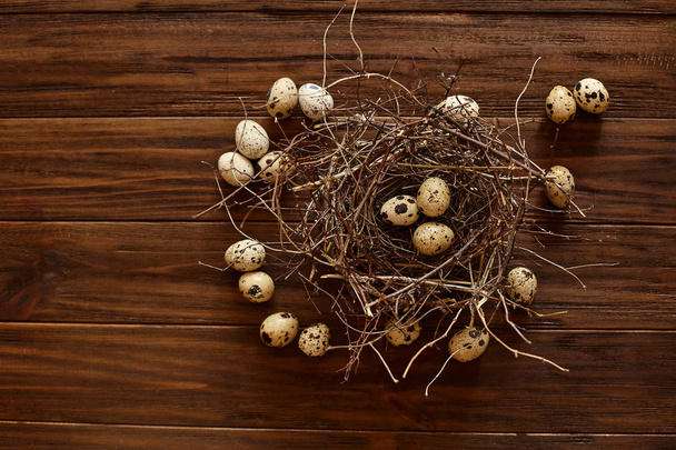 quail eggs in a nest - 写真・画像