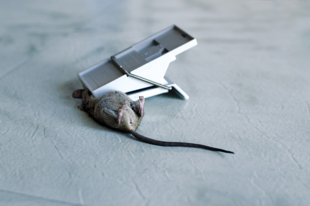 Trampa de ratón - Foto, imagen