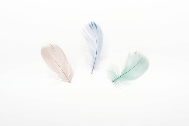 multicolored light beige, green and blue feathers isolated on white - Fotoğraf, Görsel