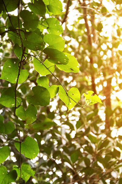 Szív alakú zöld levelek a természetes háttér - Fotó, kép