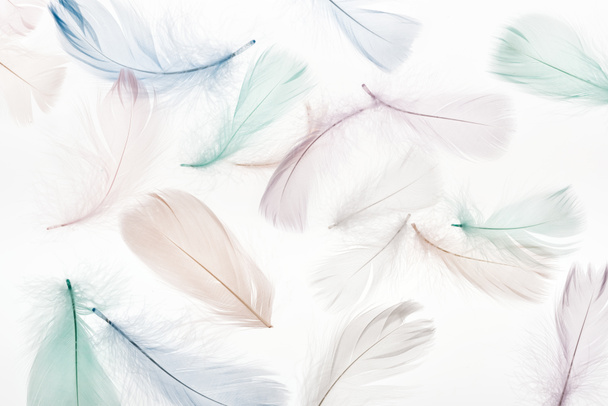 seamless background with light beige, green and blue feathers isolated on white - Foto, Bild
