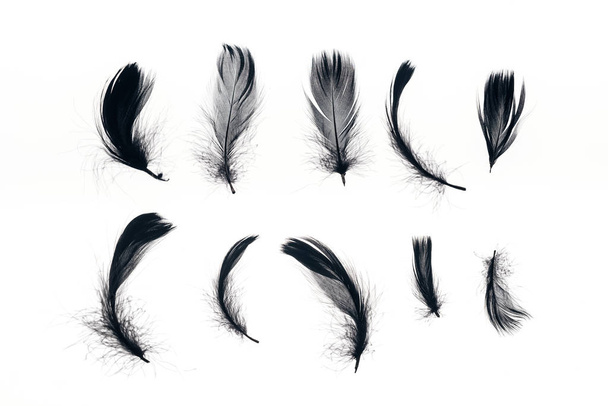 rows of black lightweight feathers isolated on white - Φωτογραφία, εικόνα