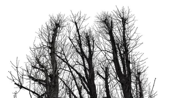 Silhouette d'arbre isolée sur blanc
 - Photo, image