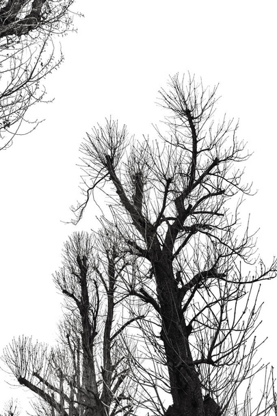 Tree Silhouette Isolated on White - Photo, Image