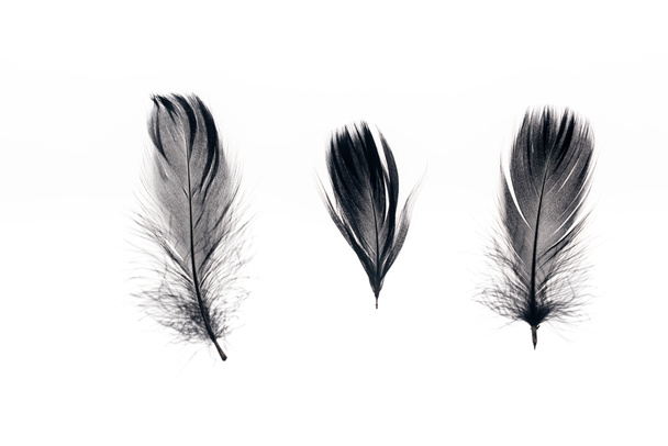 three black lightweight feathers in row isolated on white - Foto, imagen