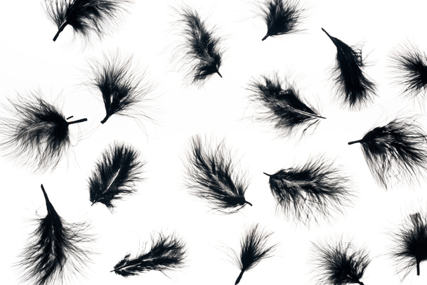 бесшовный фон с черными легкими перьями, изолированными на белом
 - Фото, изображение