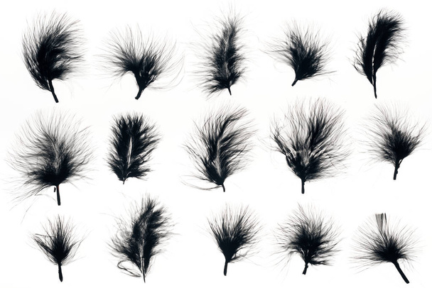бесшовный фон с черными перьями, изолированными на белом
 - Фото, изображение