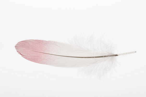 soft and lightweight feather with pink and white gradient isolated on white - Fotó, kép