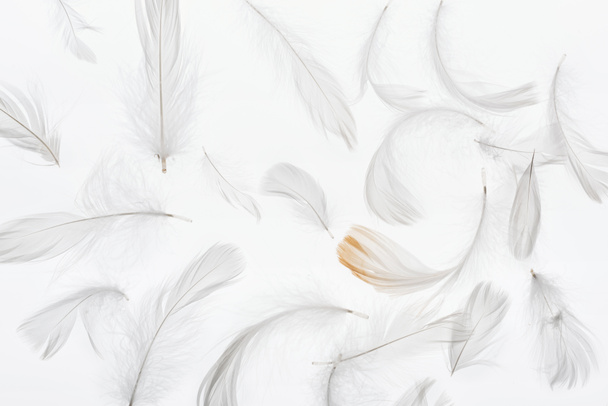 bezszwowe tło z szarymi piórami na białym tle - Zdjęcie, obraz