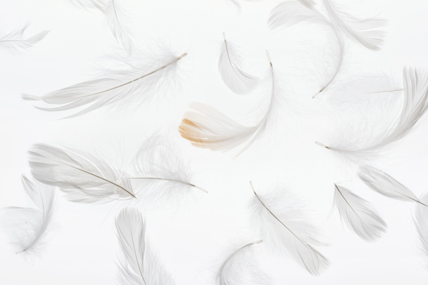 Fondo sin costuras con plumas ligeras grises aisladas en blanco
 - Foto, Imagen