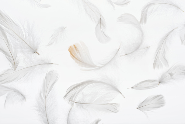 fond sans couture avec plumes molles grises évanouies isolées sur blanc
 - Photo, image