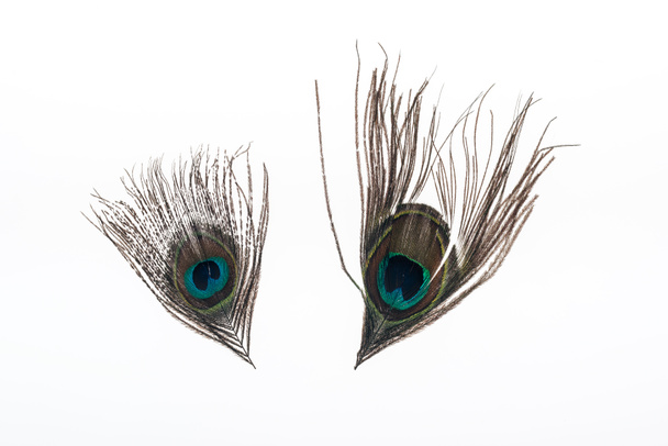 two multicolored peacock feathers isolated on white - Foto, afbeelding