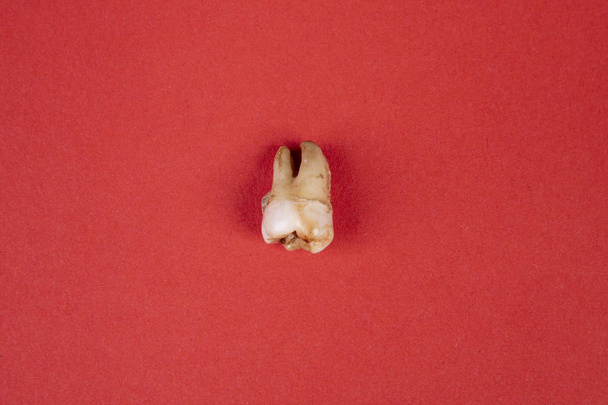 whiteness tooth isolated drawn on red background - Foto, imagen