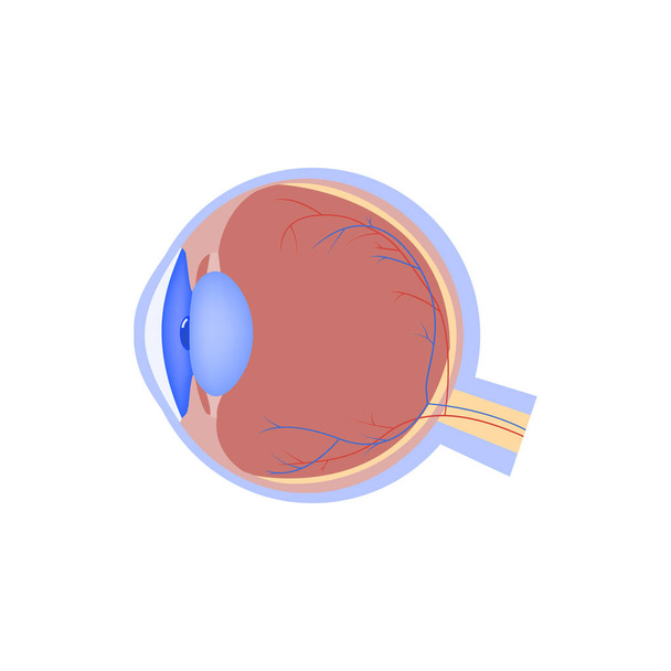 Ikonka očí, ploché ikony, lidský orgán, anatomie očí, ilustrace lékařského vektoru - Vektor, obrázek