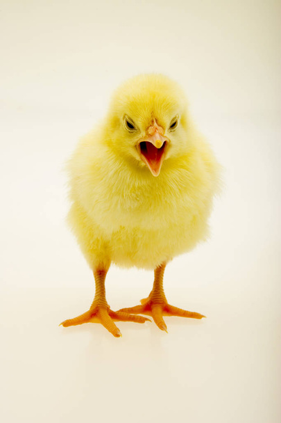 маленький жовтий курча
 - Фото, зображення