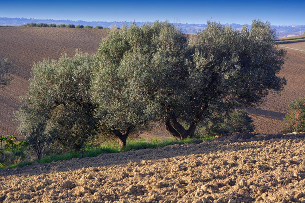 Oliivitarhat Etelä-Italian maaseudulla
. - Valokuva, kuva
