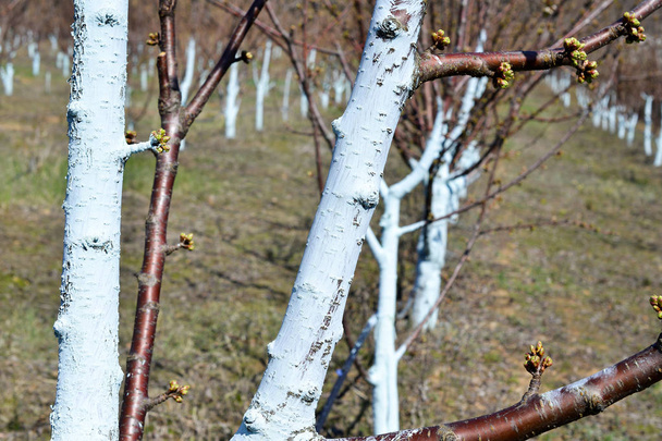 Márciusban cseresznyefák Bordeaux keverék, penész elleni kezelik. Bordeaux keverék az ökológiai gazdálkodásban engedélyezett, és véd a bvilágosság és más betegségek, a növényekben. - Fotó, kép