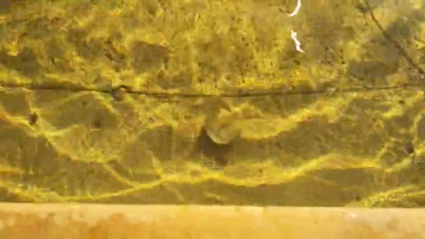 Movimiento del agua fondo amarillo en un pozo - Filmati, video