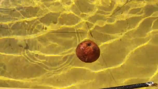 Una naranja podrida en el agua color amarillo - Metraje, vídeo
