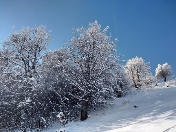 Paisaje de invierno en pueblo de Parva, ĝa Transilvania ramas de arbol cargados con nieve. montanias de los Carpatos cubiertos de nieve  - Foto, Imagen