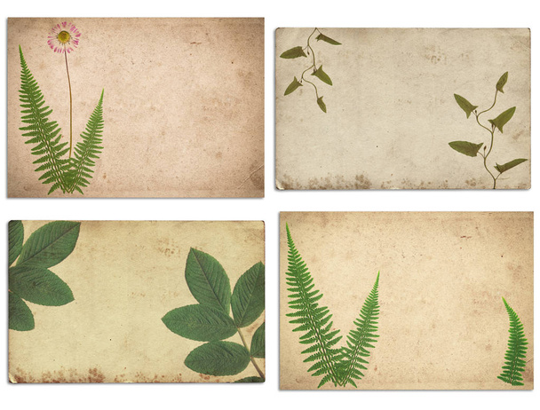 Joukko erilaisia Old vintage paperin rakenne kuivia kasveja ja flo
 - Valokuva, kuva