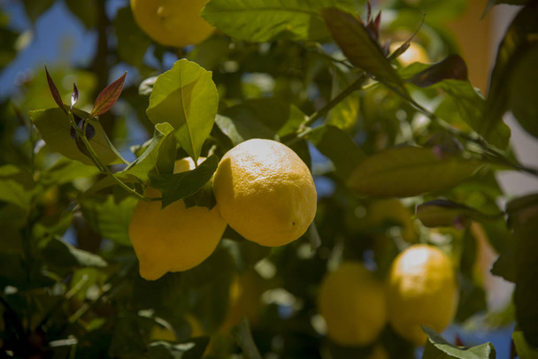 чудові лимони на гілці
 - Фото, зображення