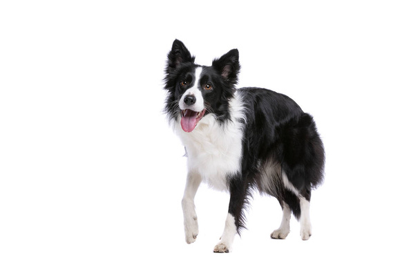 border collie dog - Foto, Imagen