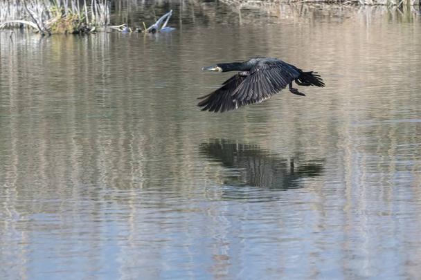 cormorán volando en el lago
 - Foto, Imagen