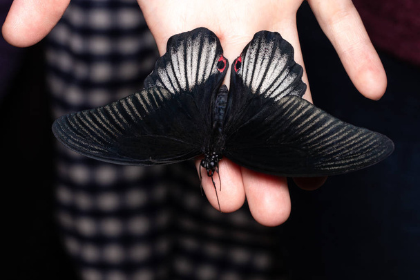 Chiudi farfalla sulla mano della donna. Bellezza della natura
 - Foto, immagini