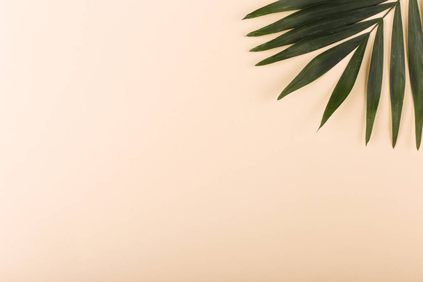 Palm leaves on colored paper. Summer mood, tropical background, blank. - Fotó, kép