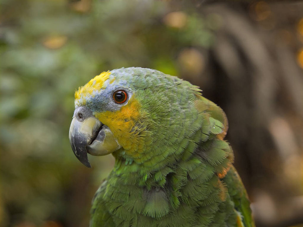 Papagaio-verde
 - Foto, Imagem