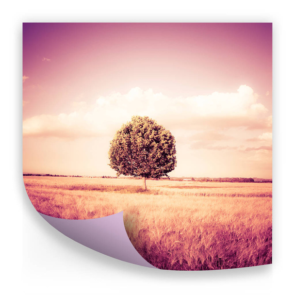 Izolowane drzewo w Toskanii Wheatfield (Włochy)-koncepcja obrazu - Zdjęcie, obraz