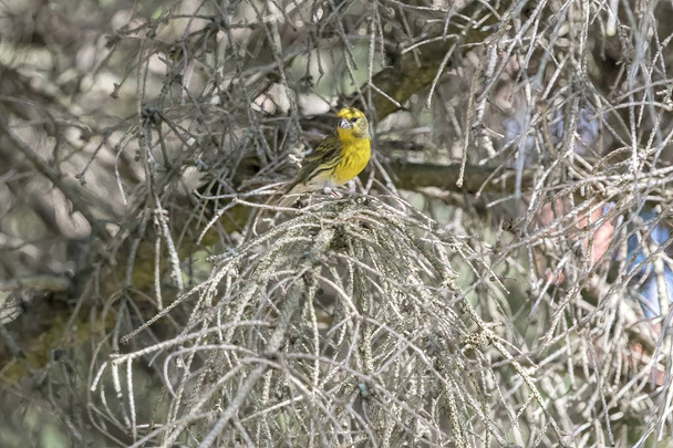 serinus serinus  bird on tree - Photo, Image