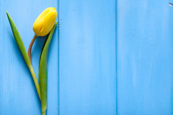 Spring yellow tulip on blue wooden background. Easter card. - Fotoğraf, Görsel